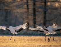three red-crowned cranes flapping their wings in Kushiro national park