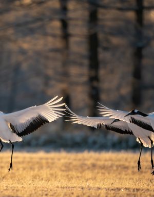 three red-crowned cranes flapping their wings in Kushiro national park