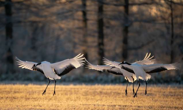 three red-crowned cranes flapping their wings in Kushiro national park