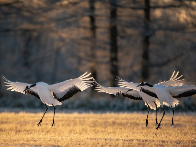 three red-crowned cranes flapping their wings in Kushiro national park