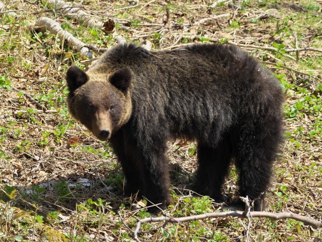 Ezo brown bear on Shiretoko Peninsula, eastern Hokkaido
