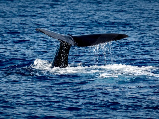 Sperm Whale tail
