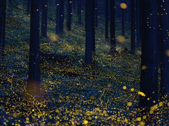 See summer light up at Fukumaki Firefly Country