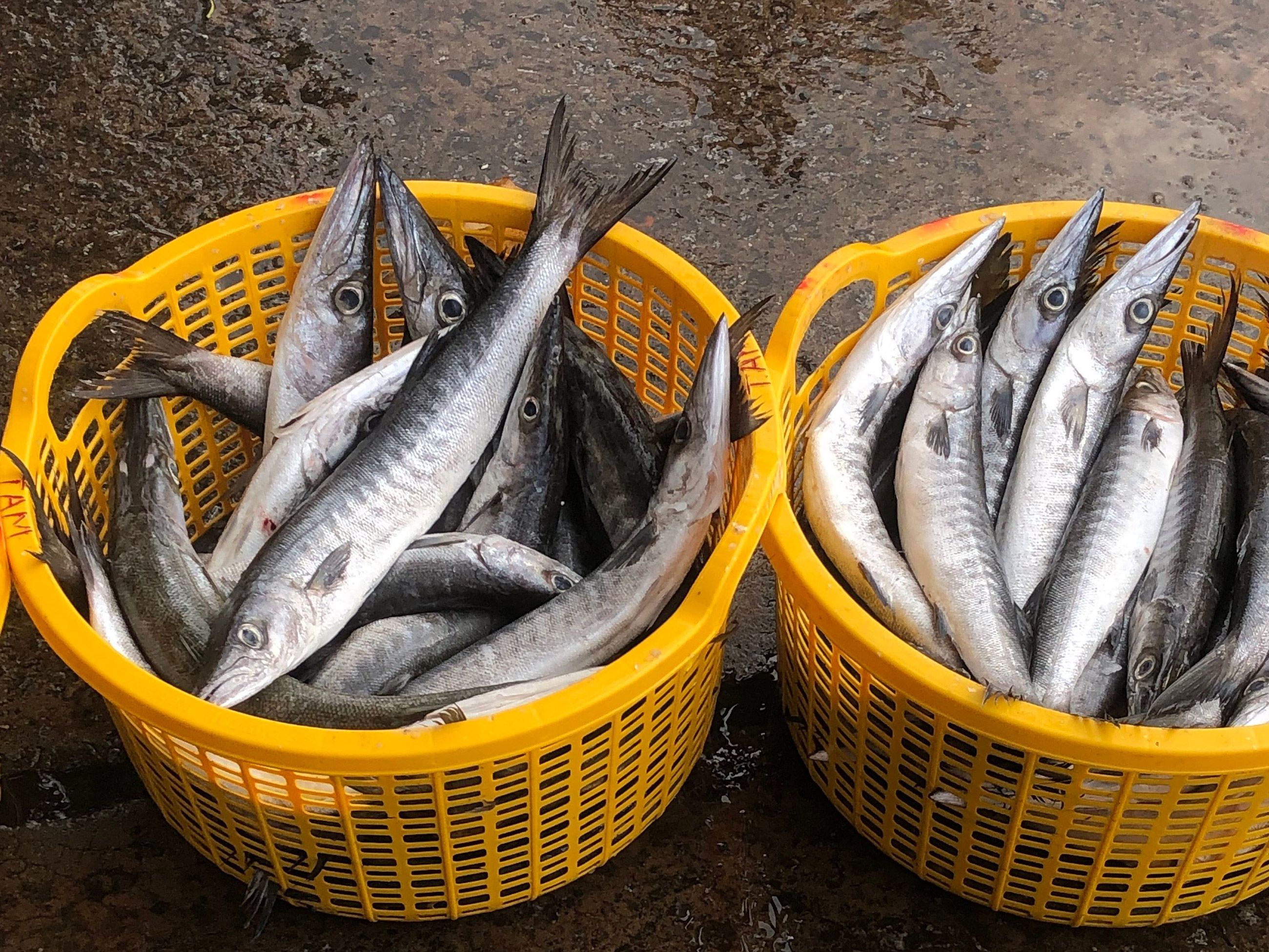 mackerel and sardines in yellow baskets